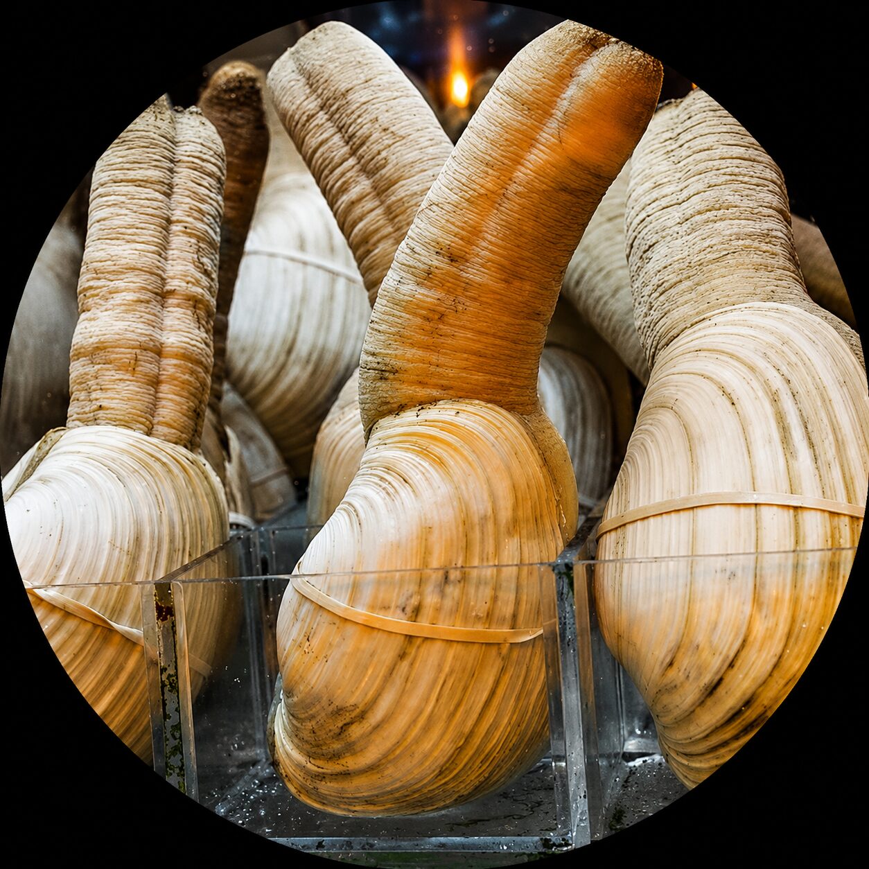 Geoduck Mirugai