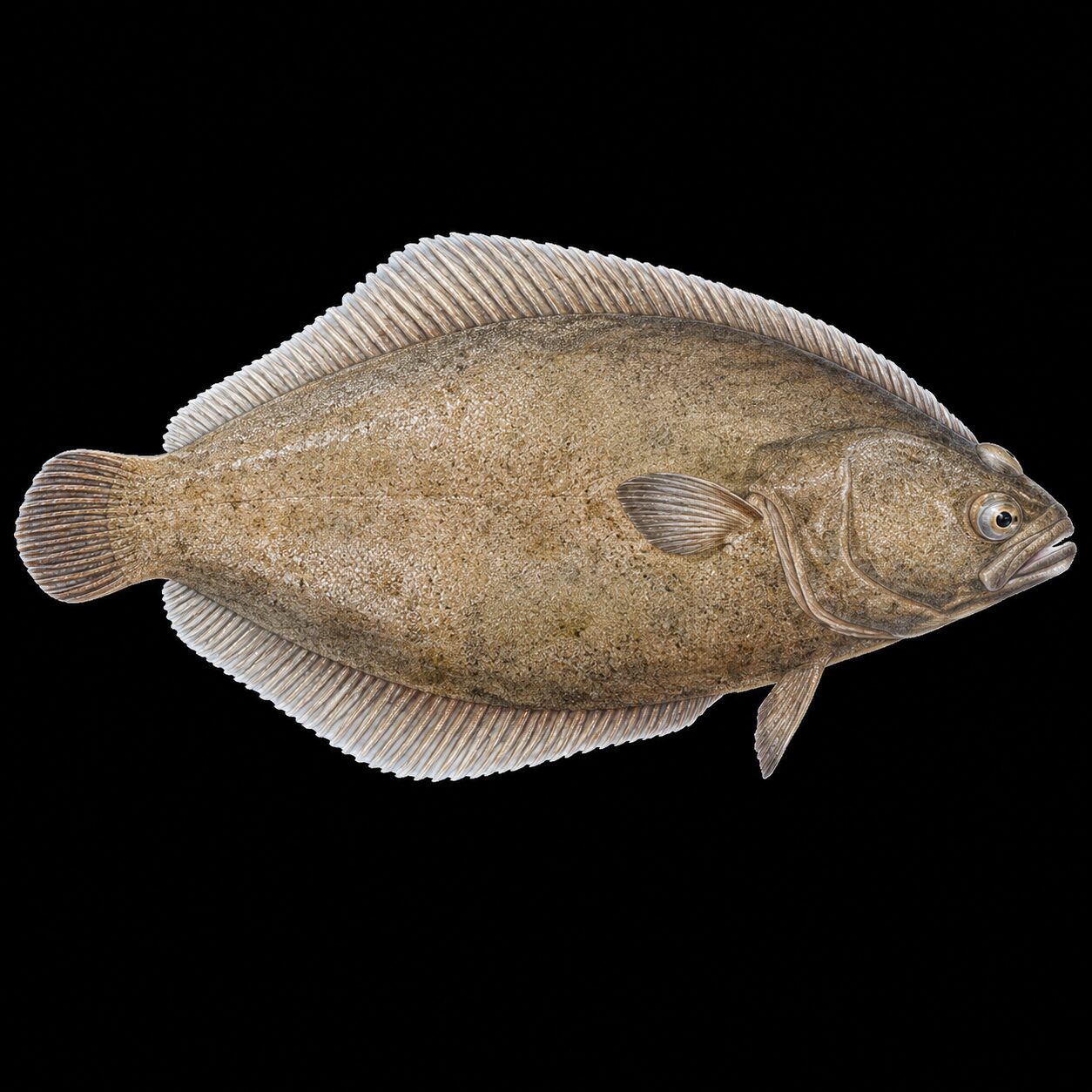 Halibut – Hirame