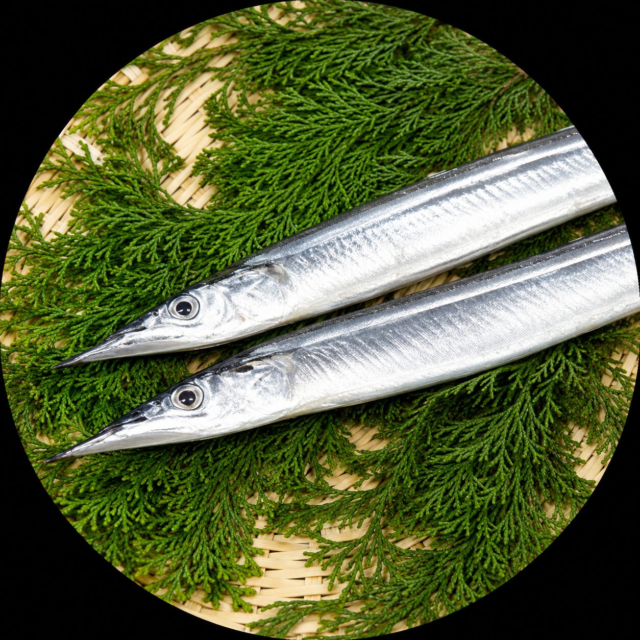 Japanese Halfbeak Sayori