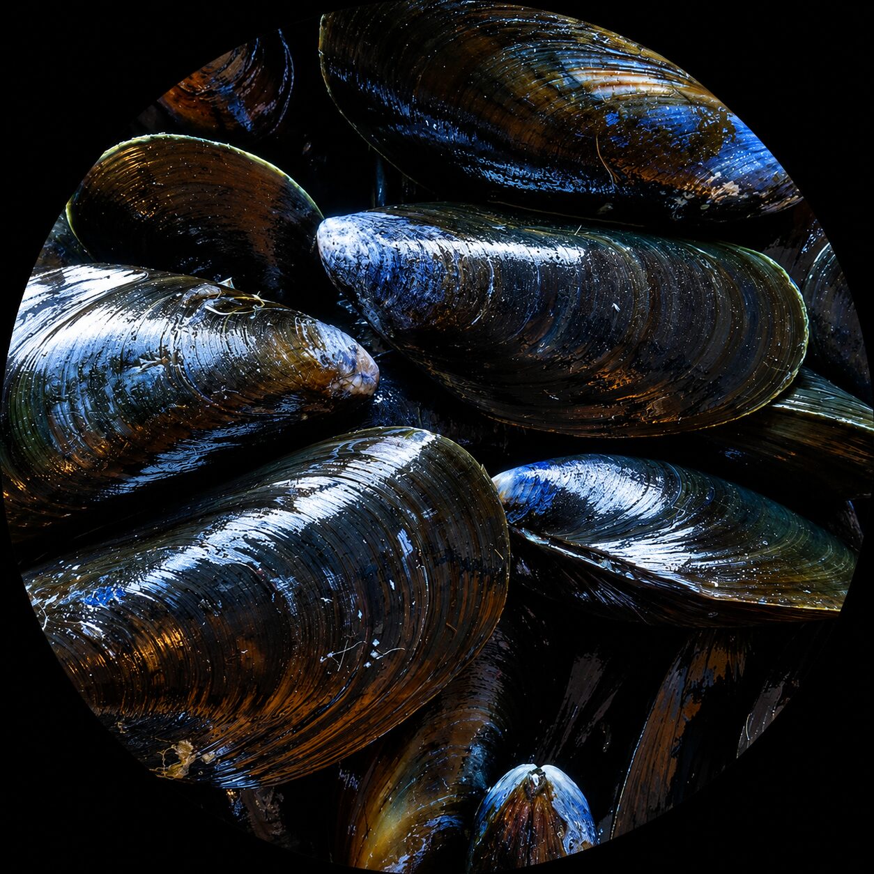 Mussel