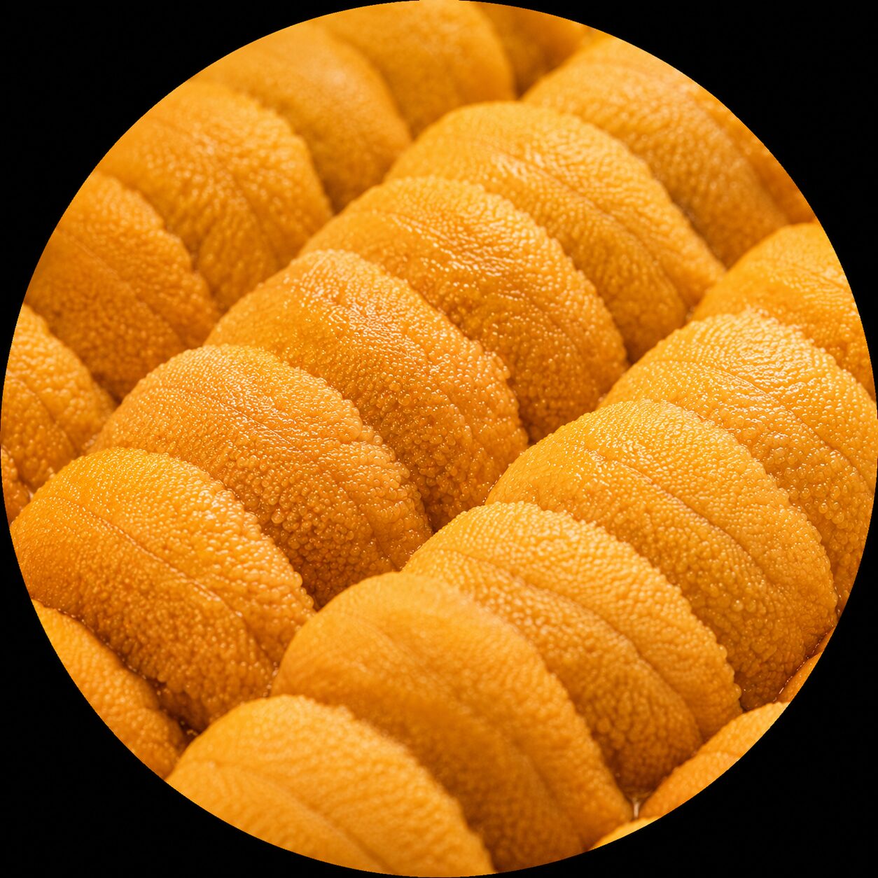 Premium Japanese Uni
