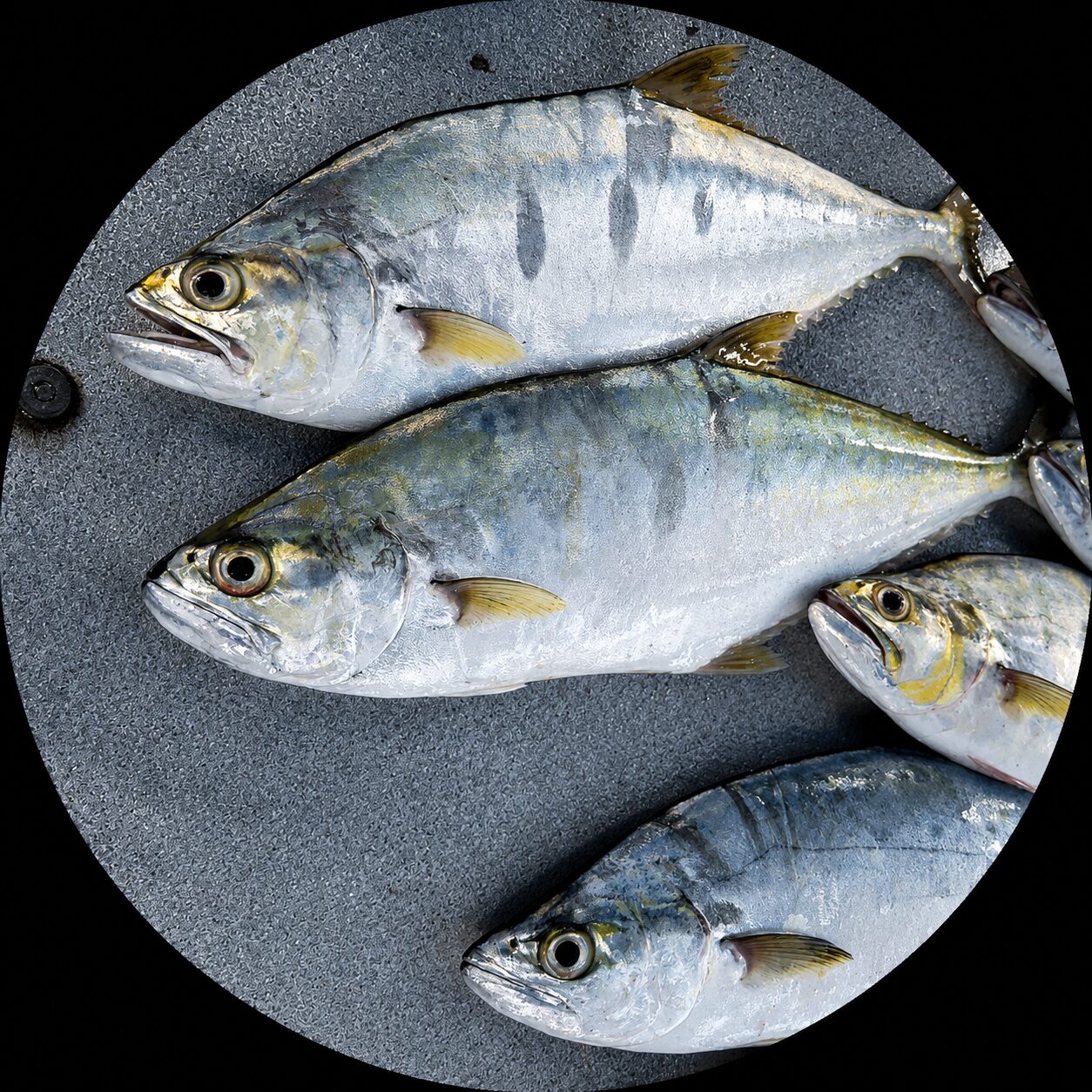 Spanish Mackerel SawarSpanish Mackerel Sawaraa