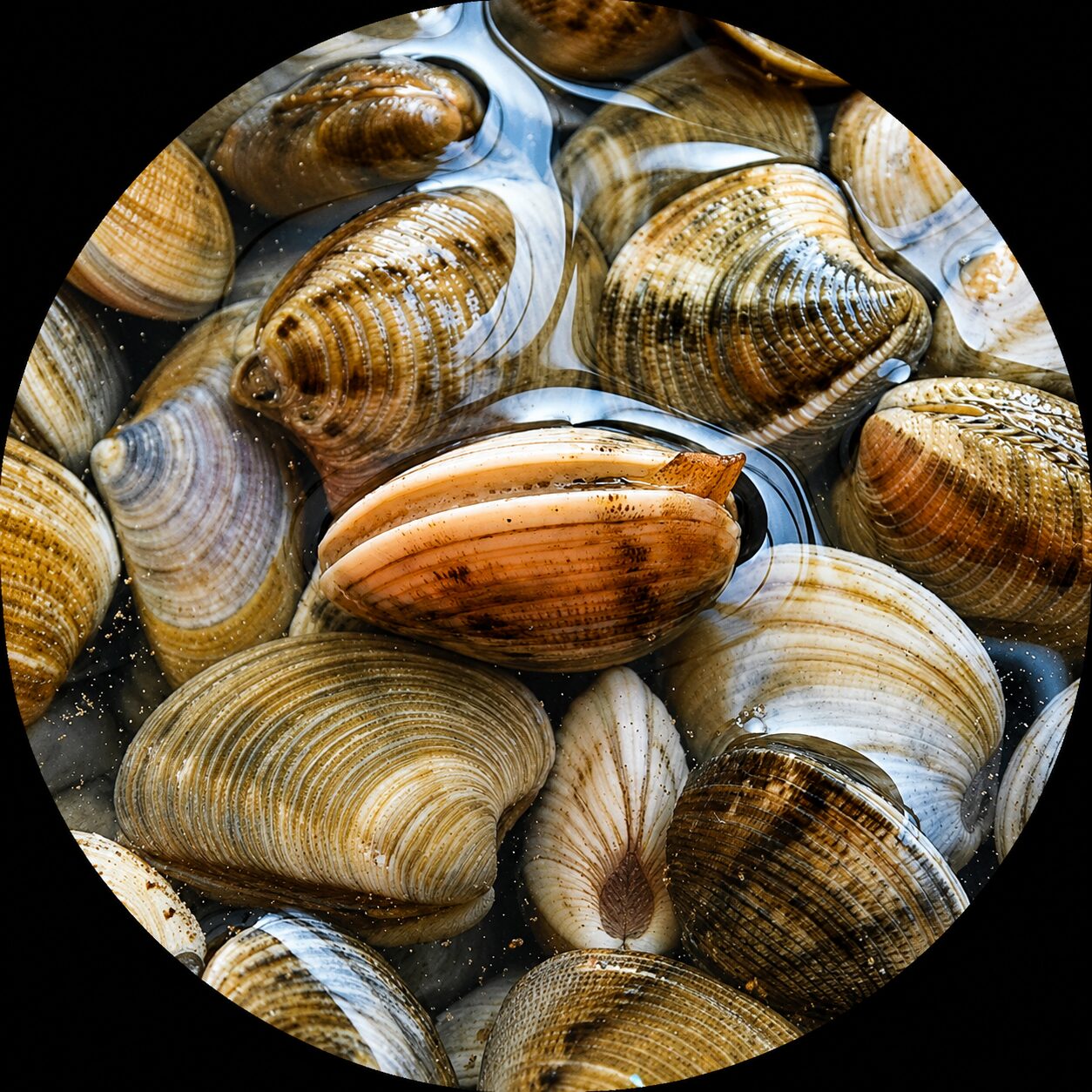 Surf Clam-Hokkigai