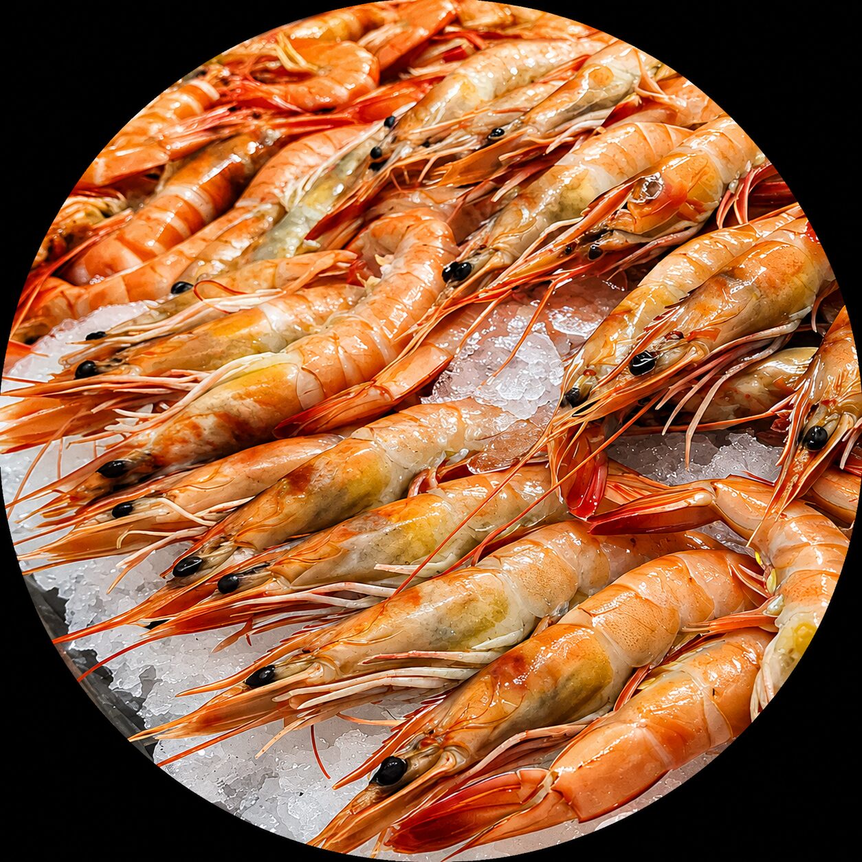 Sweet Shrimp Amaebi